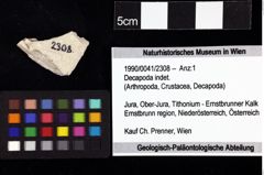 Foto (Objket + Etiketten) von Decapoda indet. 